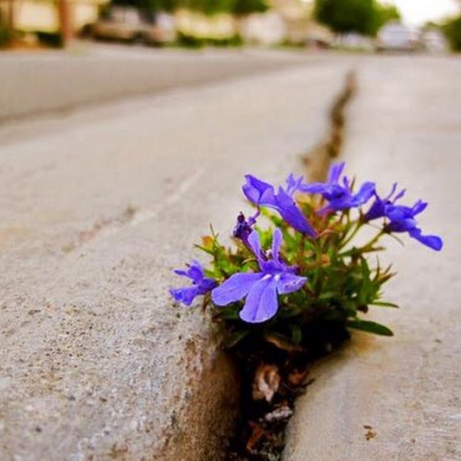 Цветок пробивается сквозь асфальт