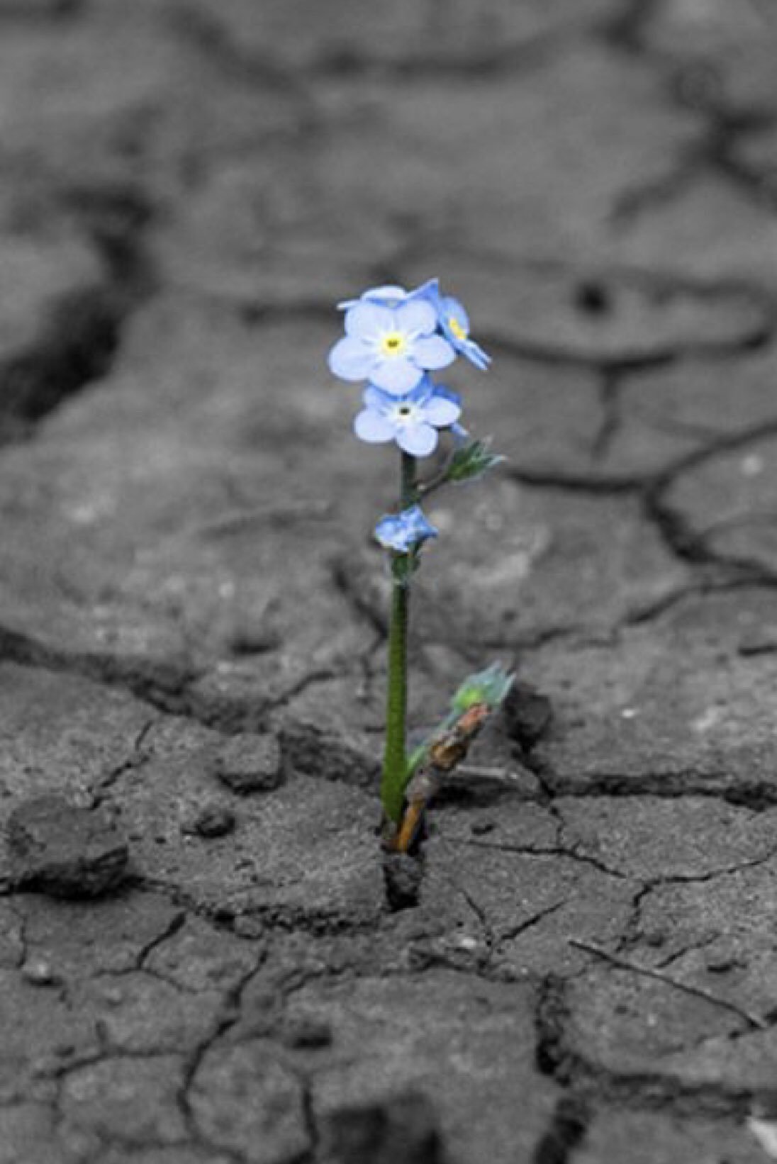 Цветок растет из асфальта