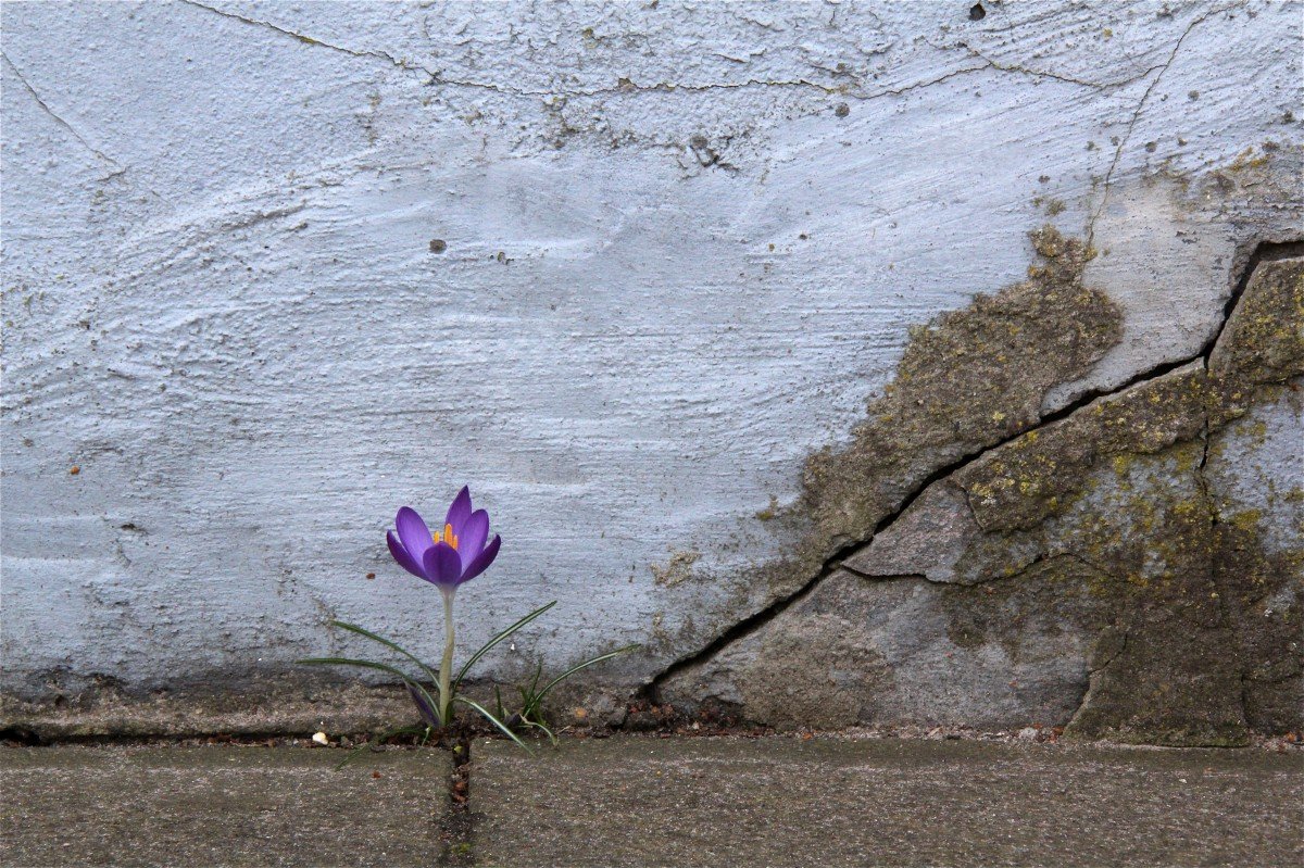 Илья Глазунов цветок сквозь асфальт