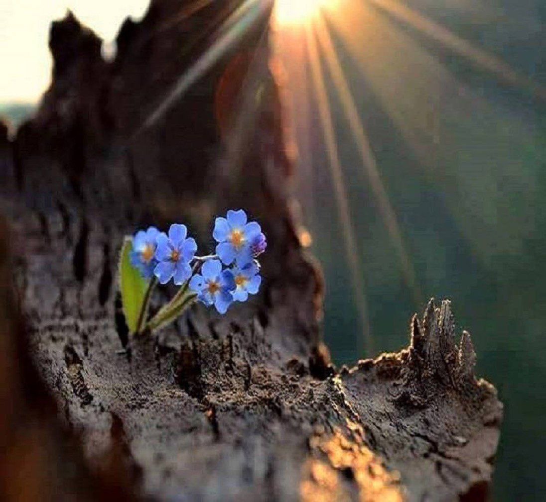 Цветок пробивается через асфальт