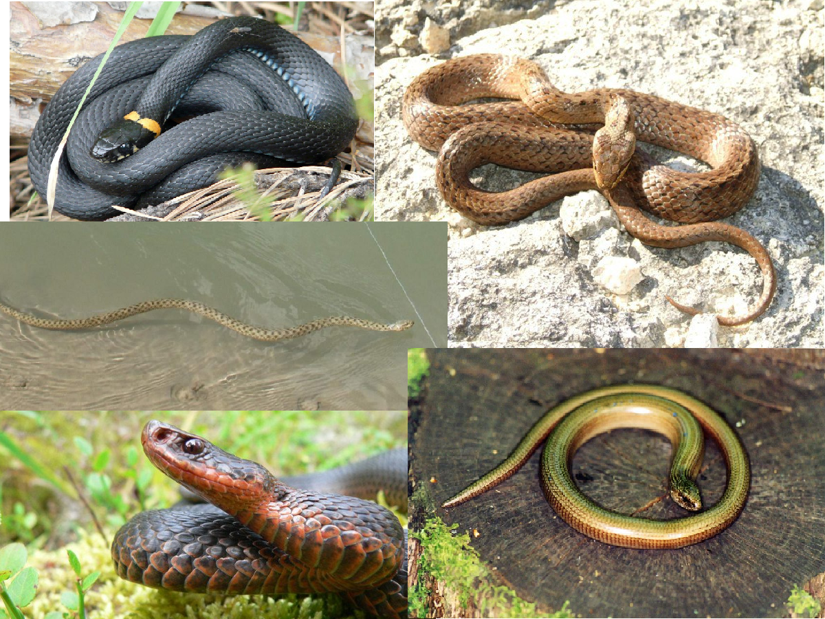 Гадюка медянка