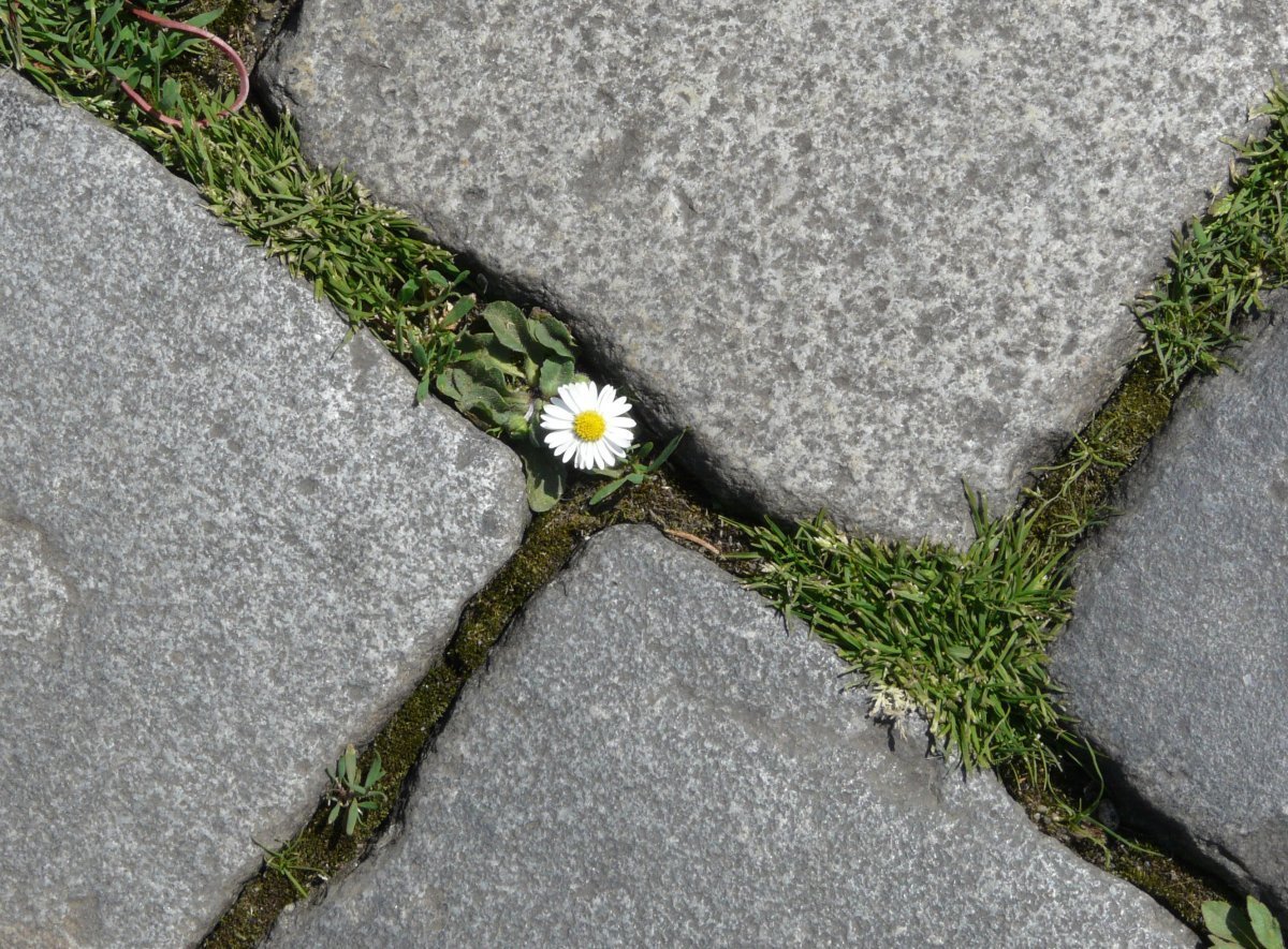 Цветок через асфальт