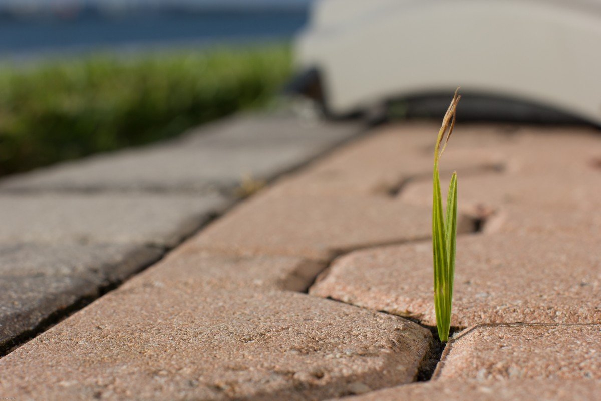 Росток пробивается сквозь асфальт