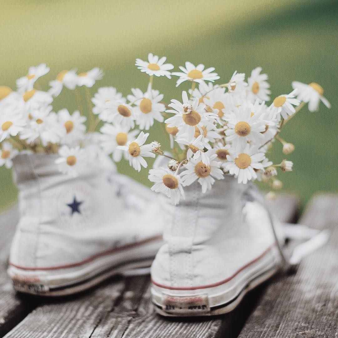 Необычные ромашки