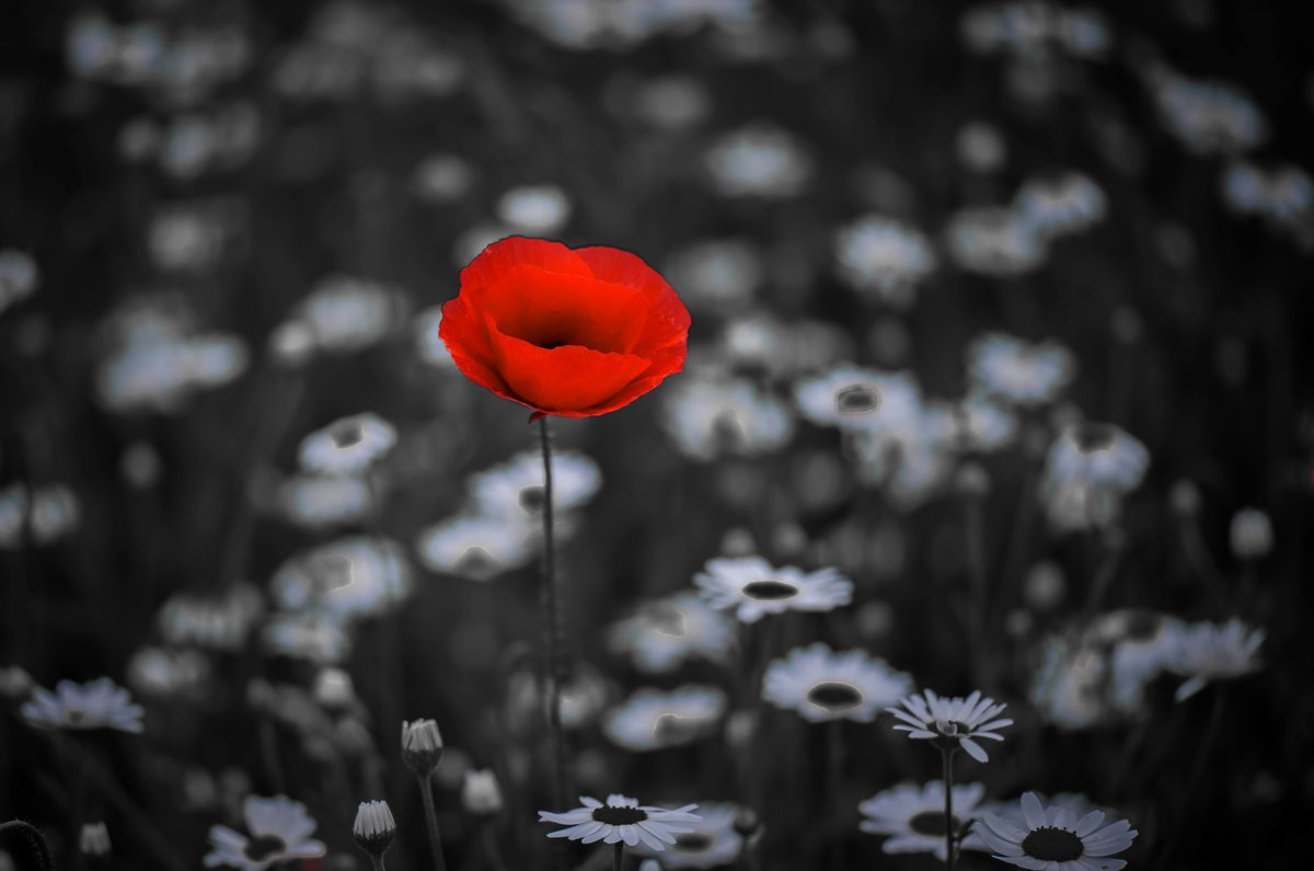 Один цветок среди других