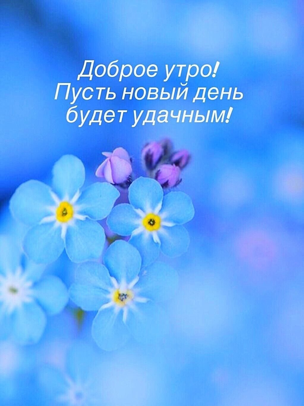 Доброе утро незабудки