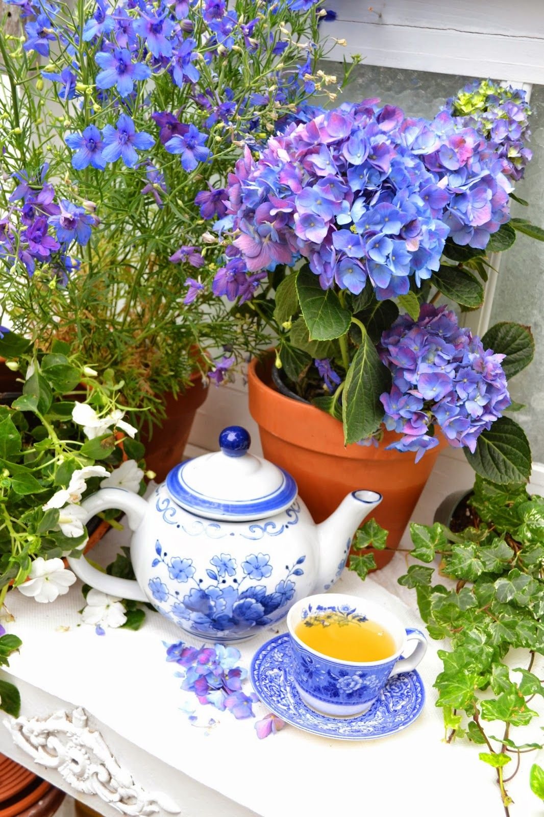 Доброе утро гортензии