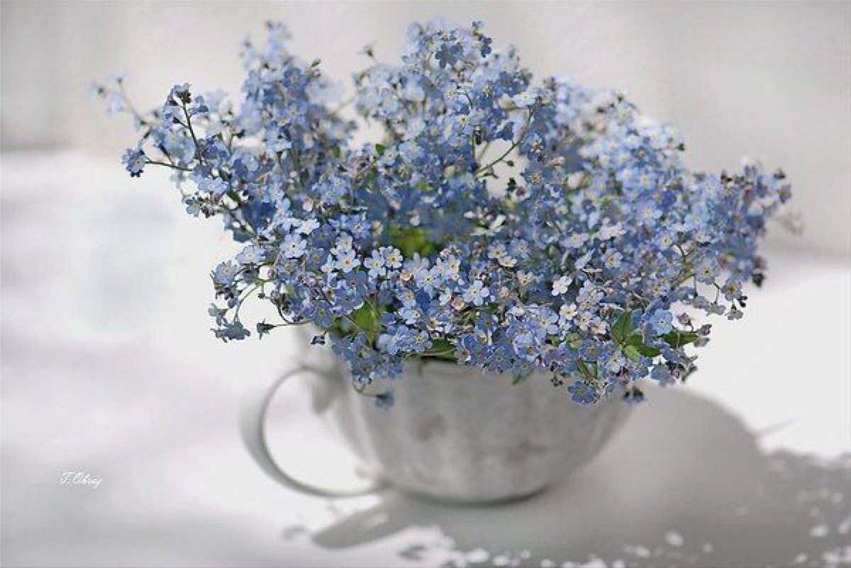 Букетик незабудок