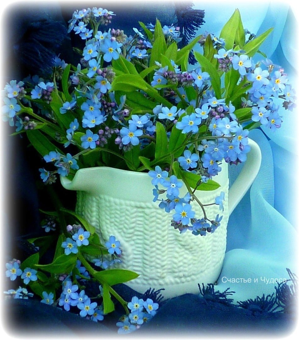 Незабудки Элла amurforum
