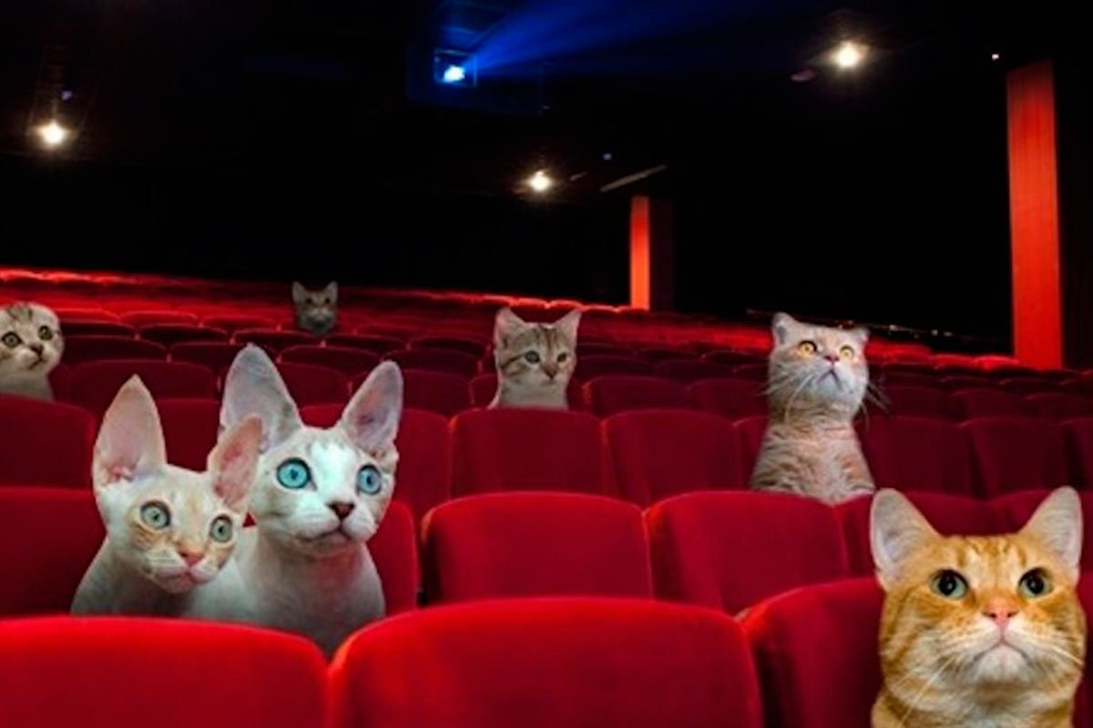 Котенок в театре