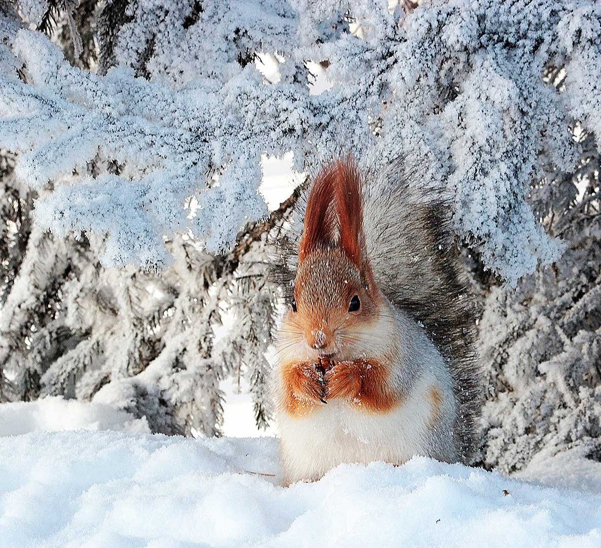 Белочка в снегу