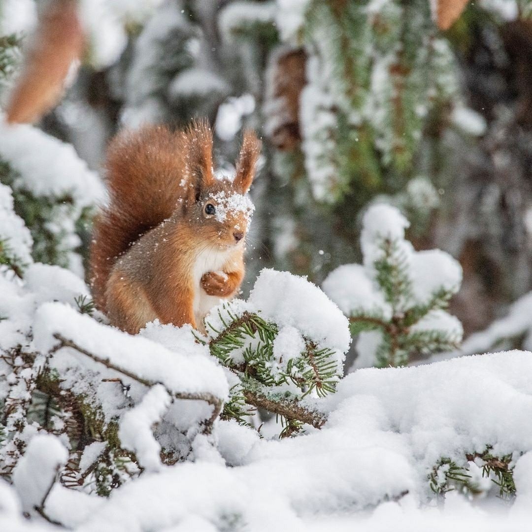 Зима животные