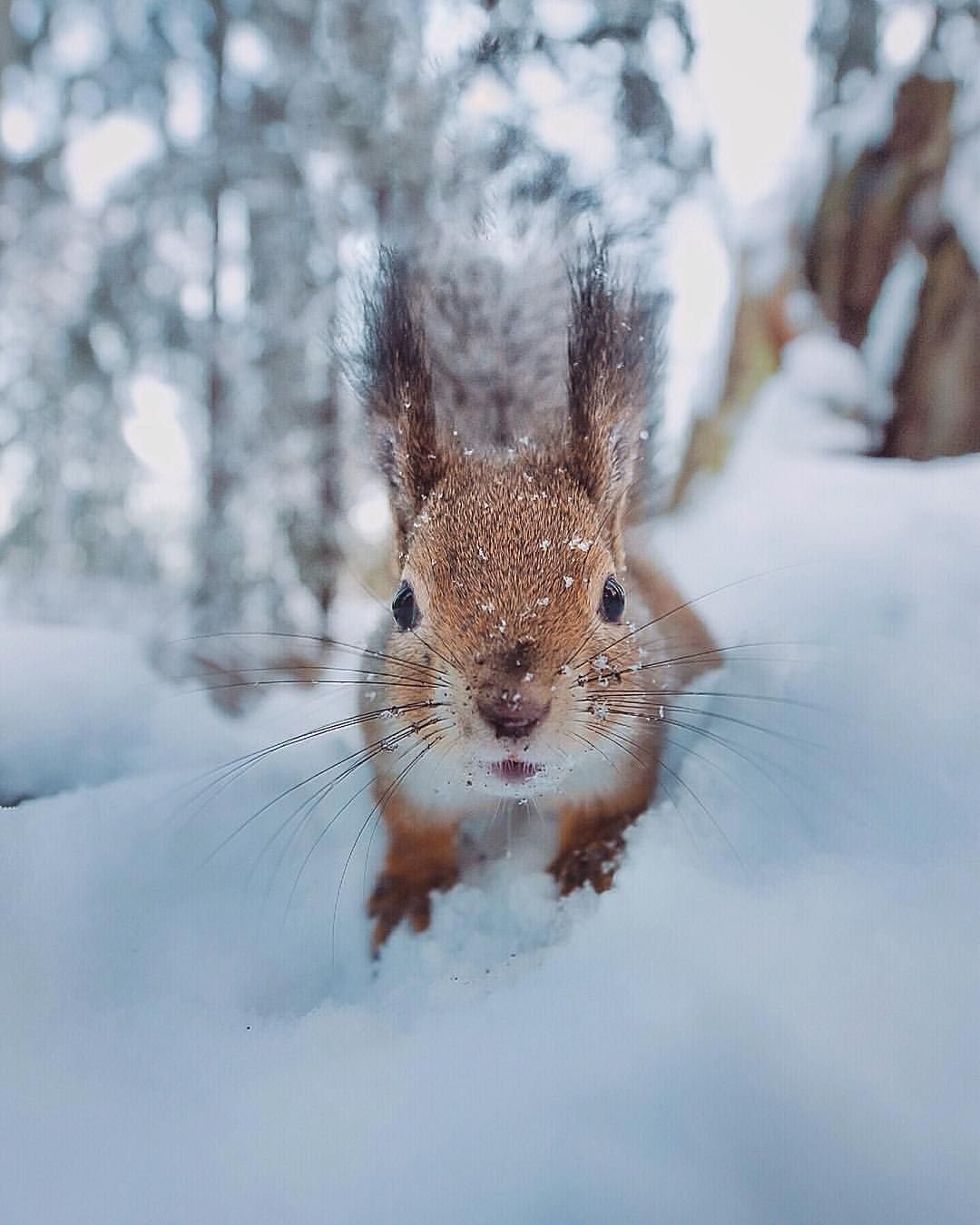 Животные зимой