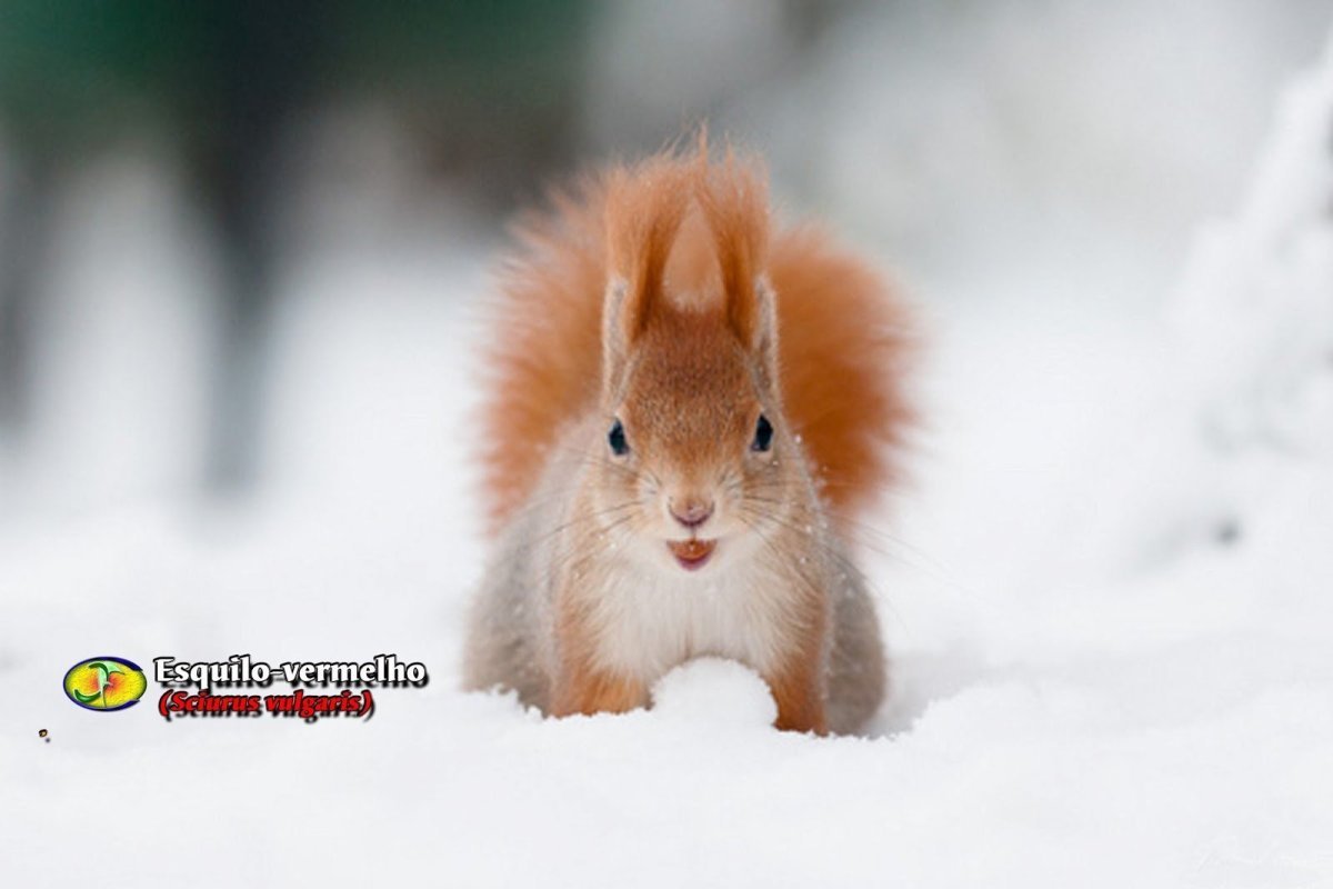 Красивые зимние животные