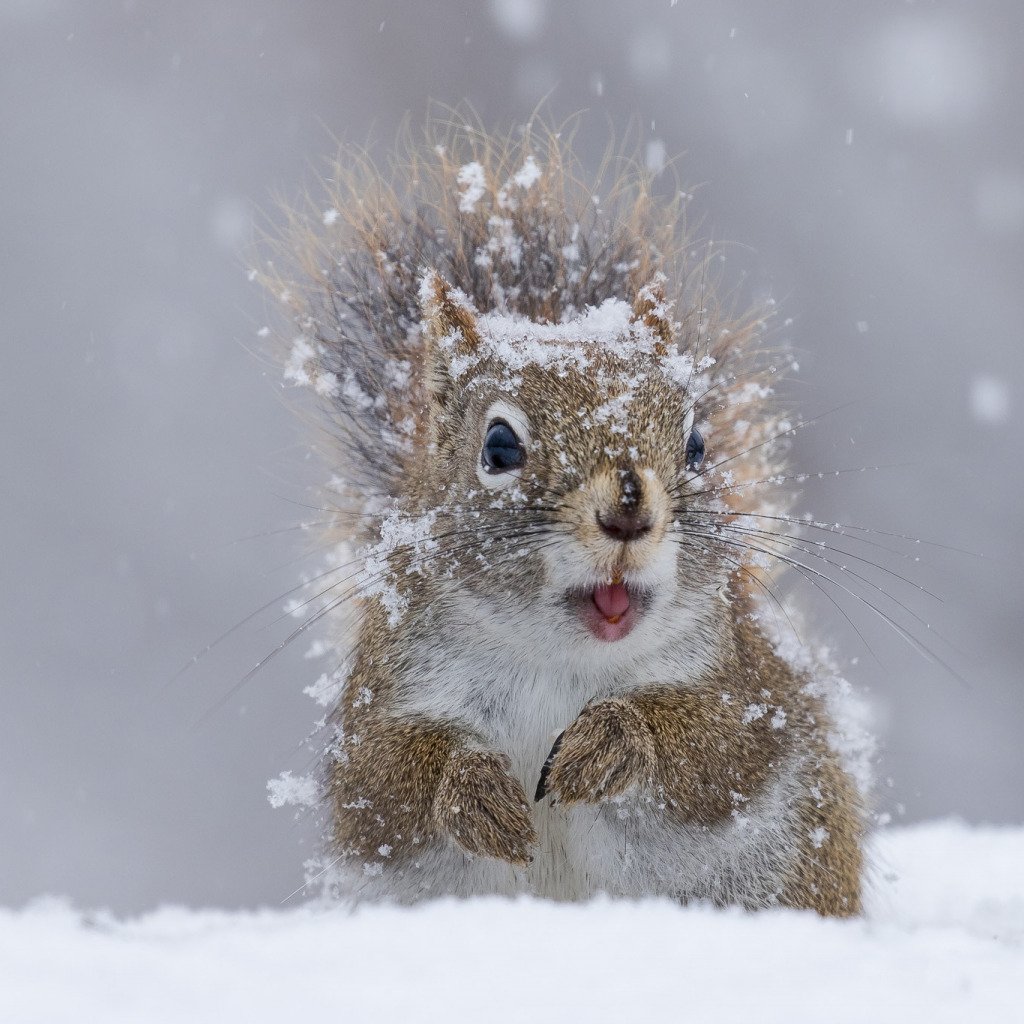 Белочка зимой