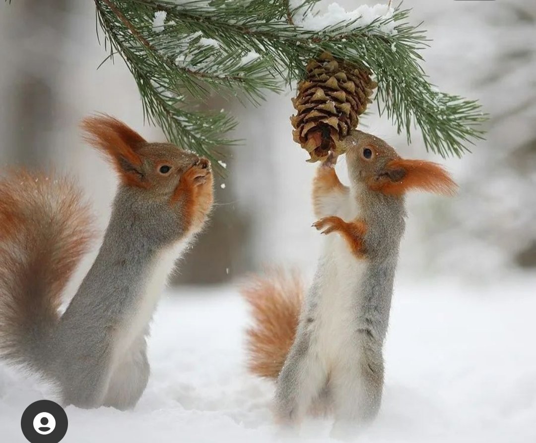 Ноябрь животные