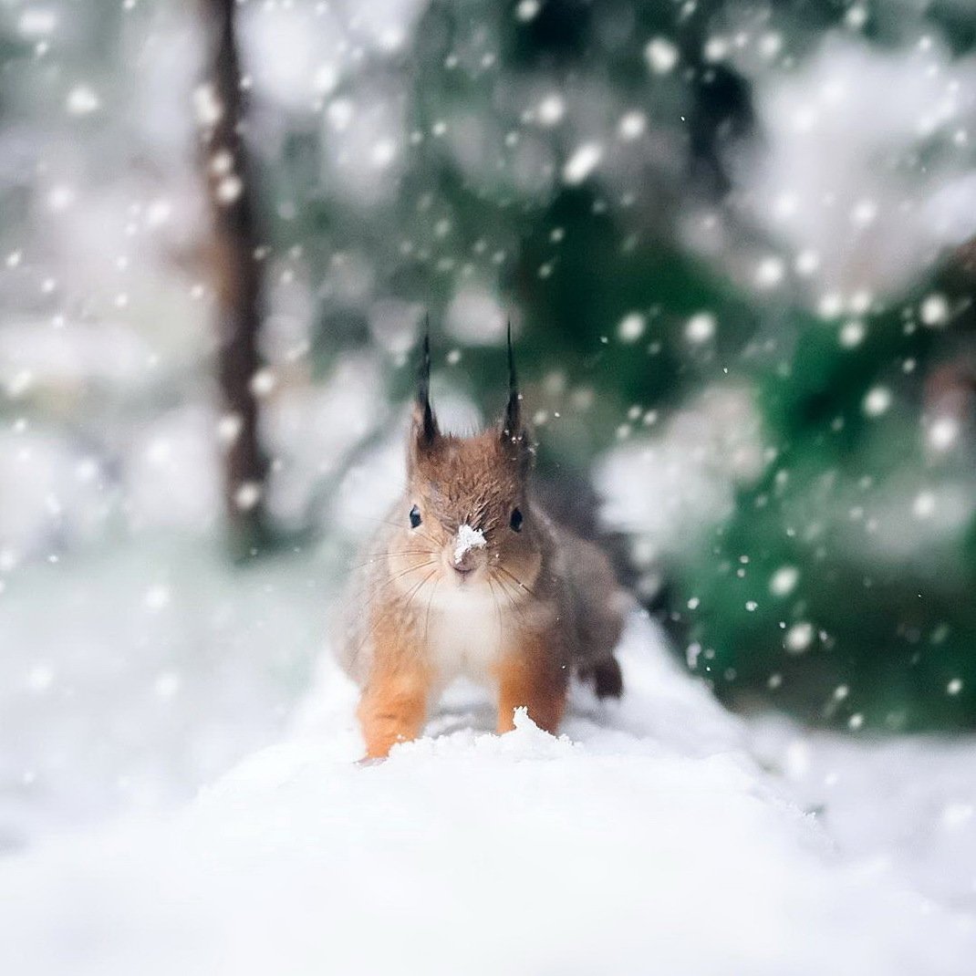 Белка зима