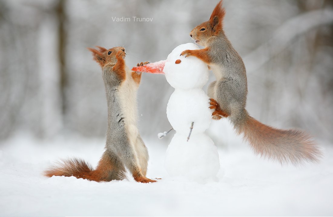 Белочка в ожидании весны