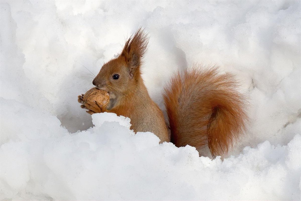 Маленький Бельчонок зимой