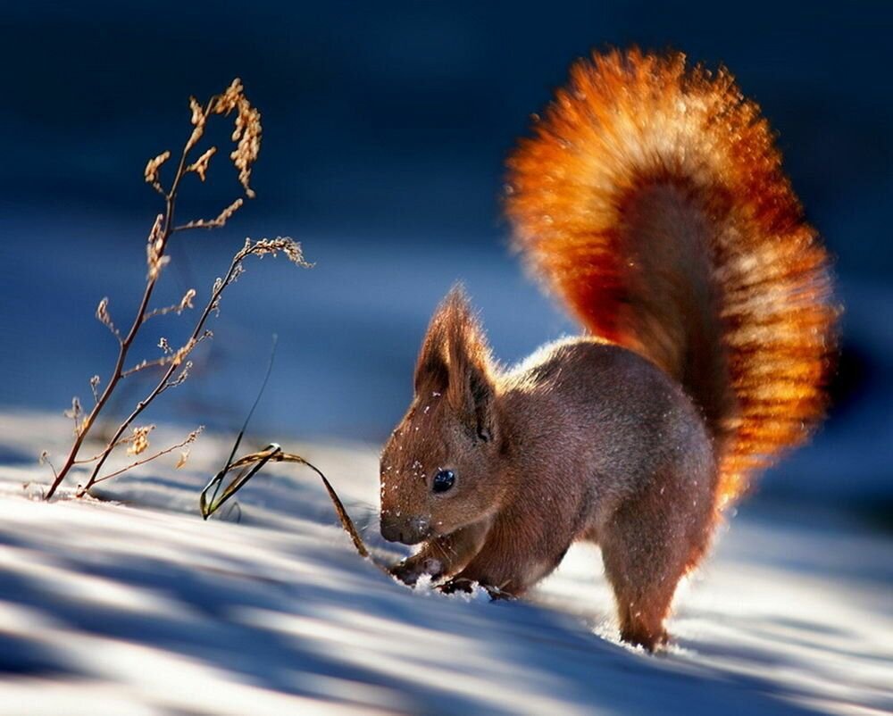 Прыжок белки Снежная