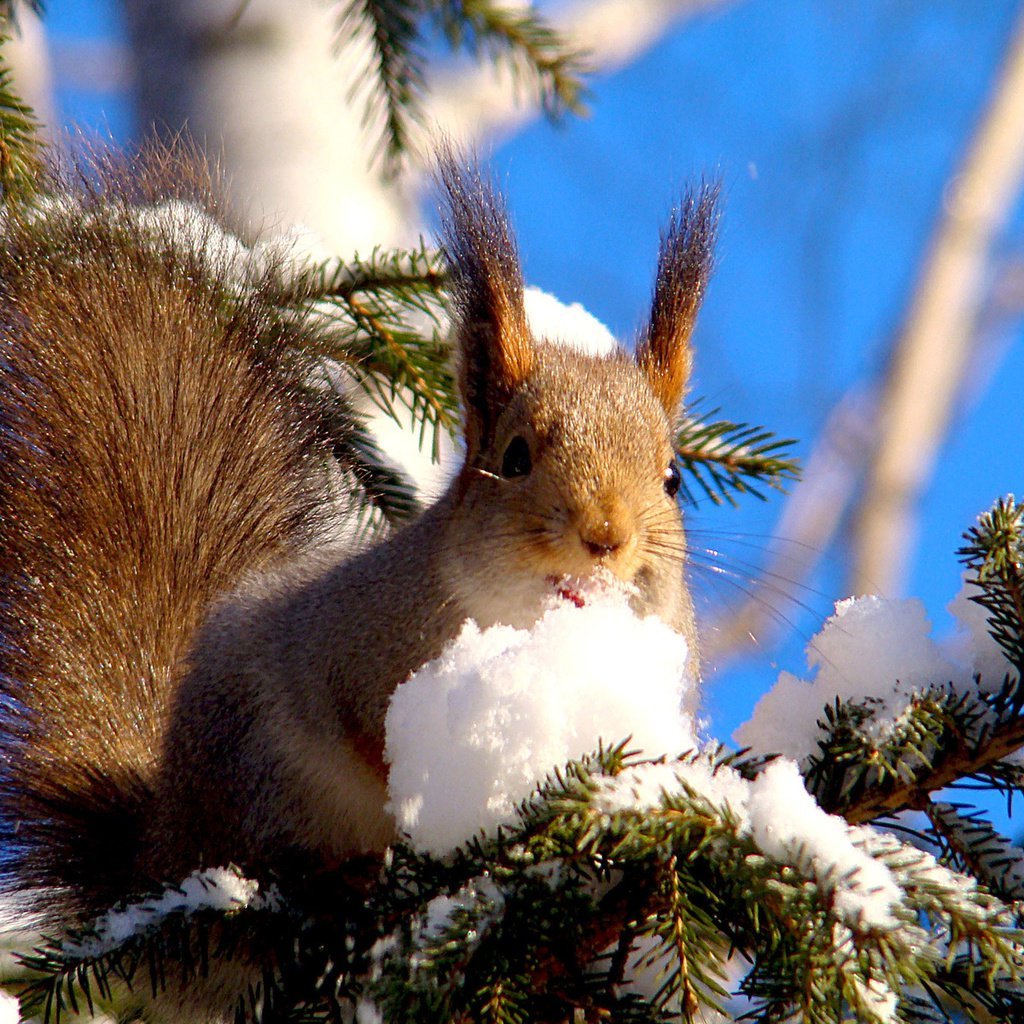 Снежное утро