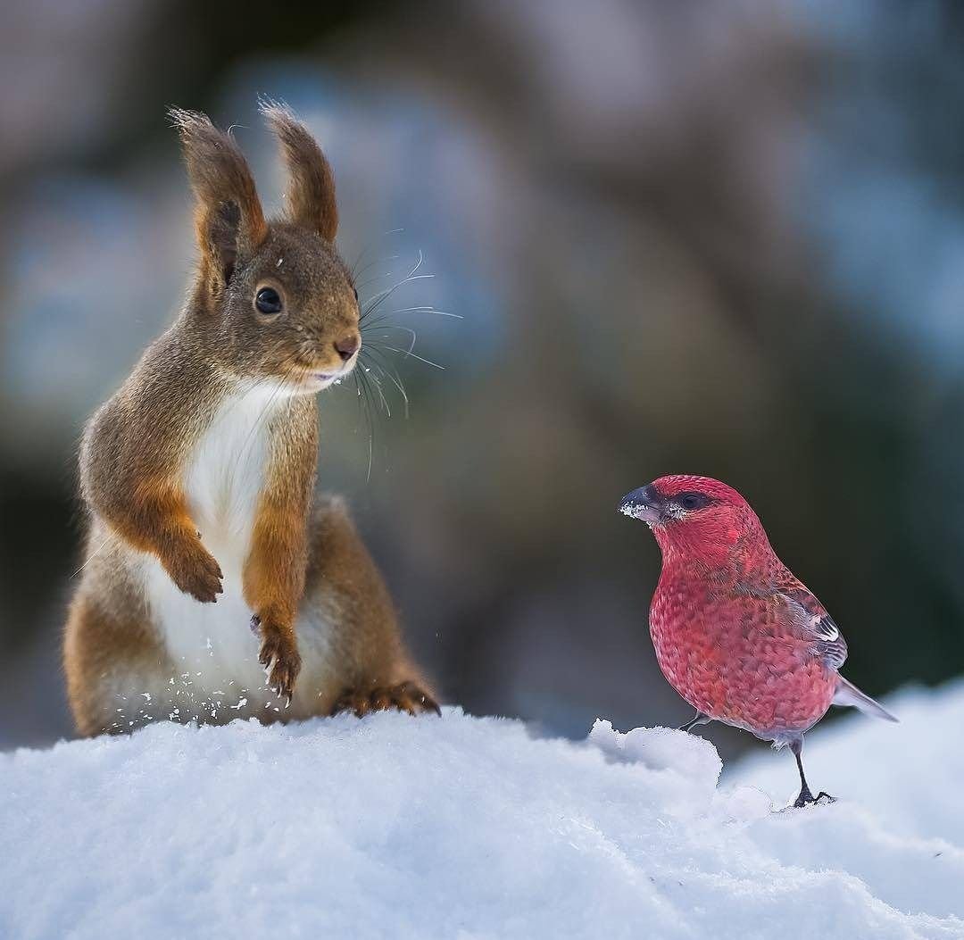 Белка в снегу