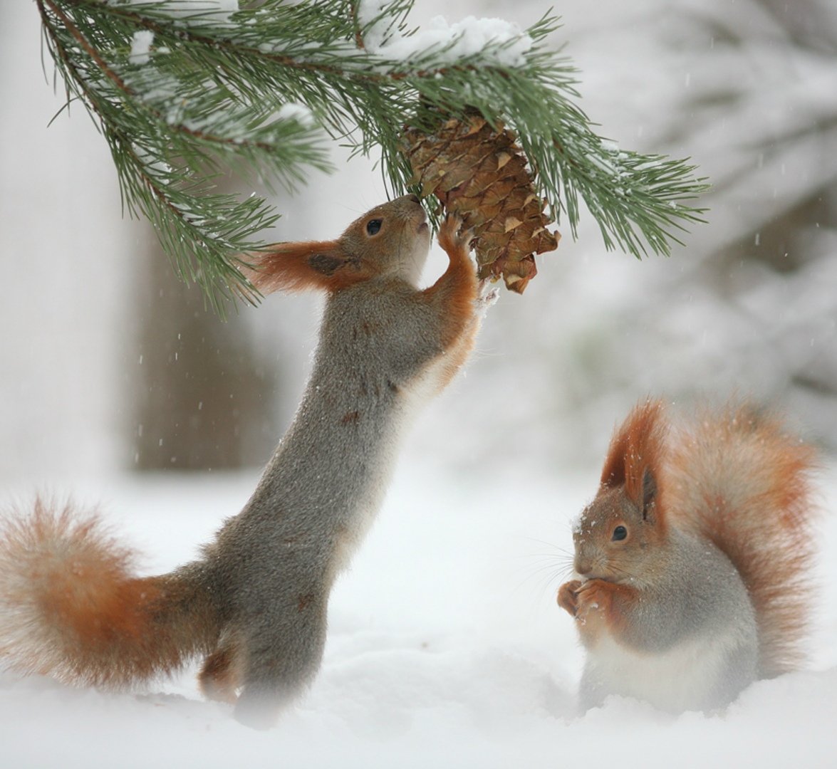 Новогодние животные