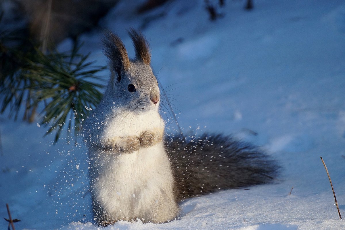 Новогодняя Белочка.