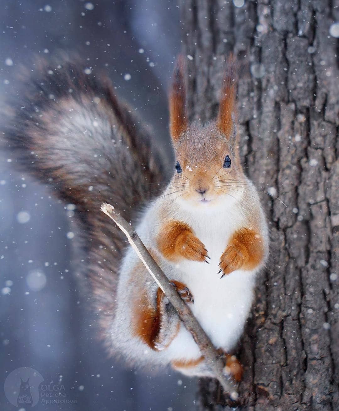 Животные в зимнем лесу