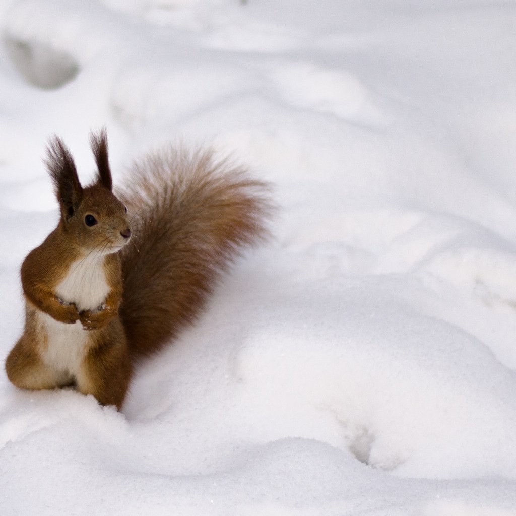 Снежное настроение