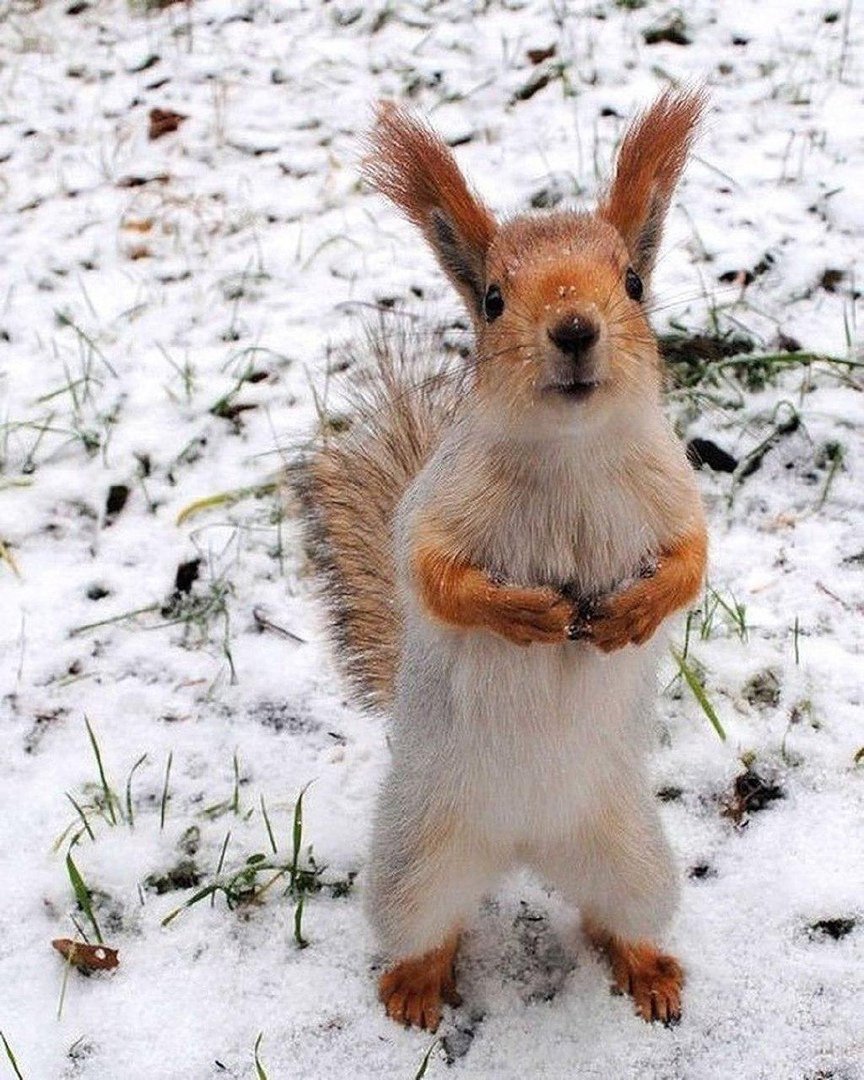 Вадим Трунов фотограф белки