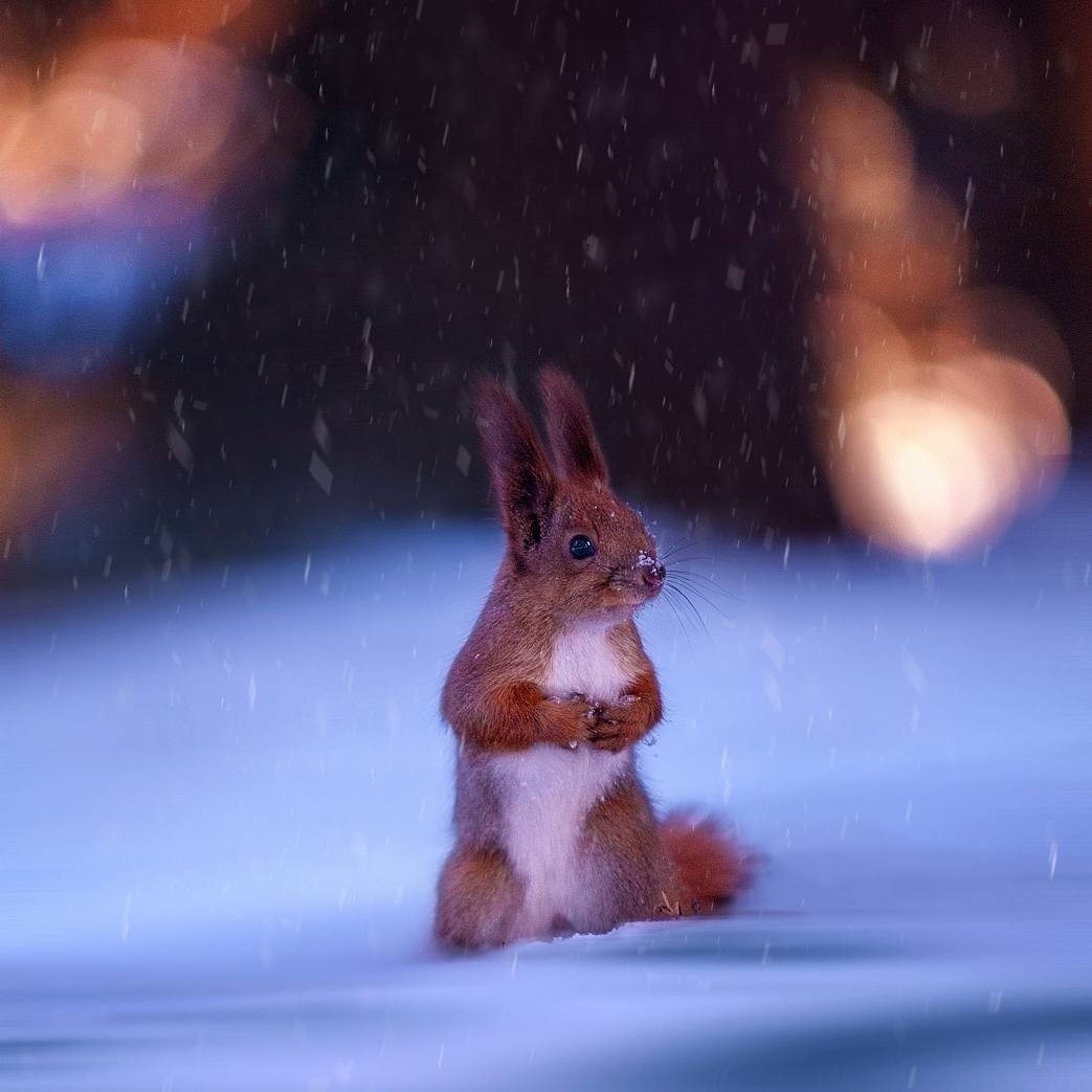 Зимняя белка