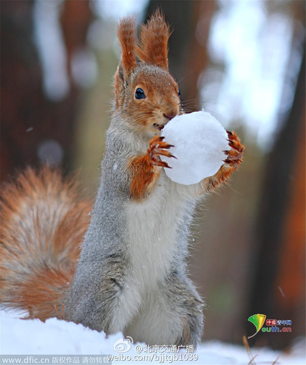 Томск белочки