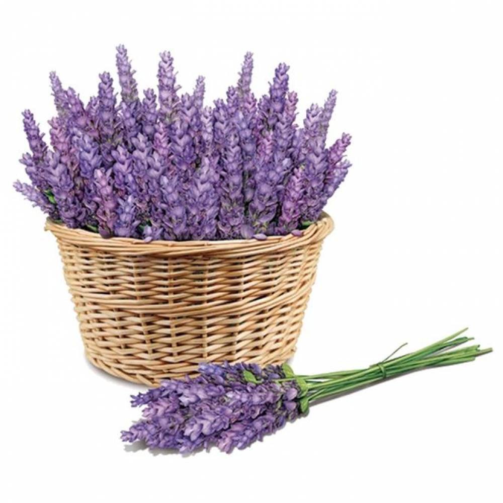 Транспарент Лаванда