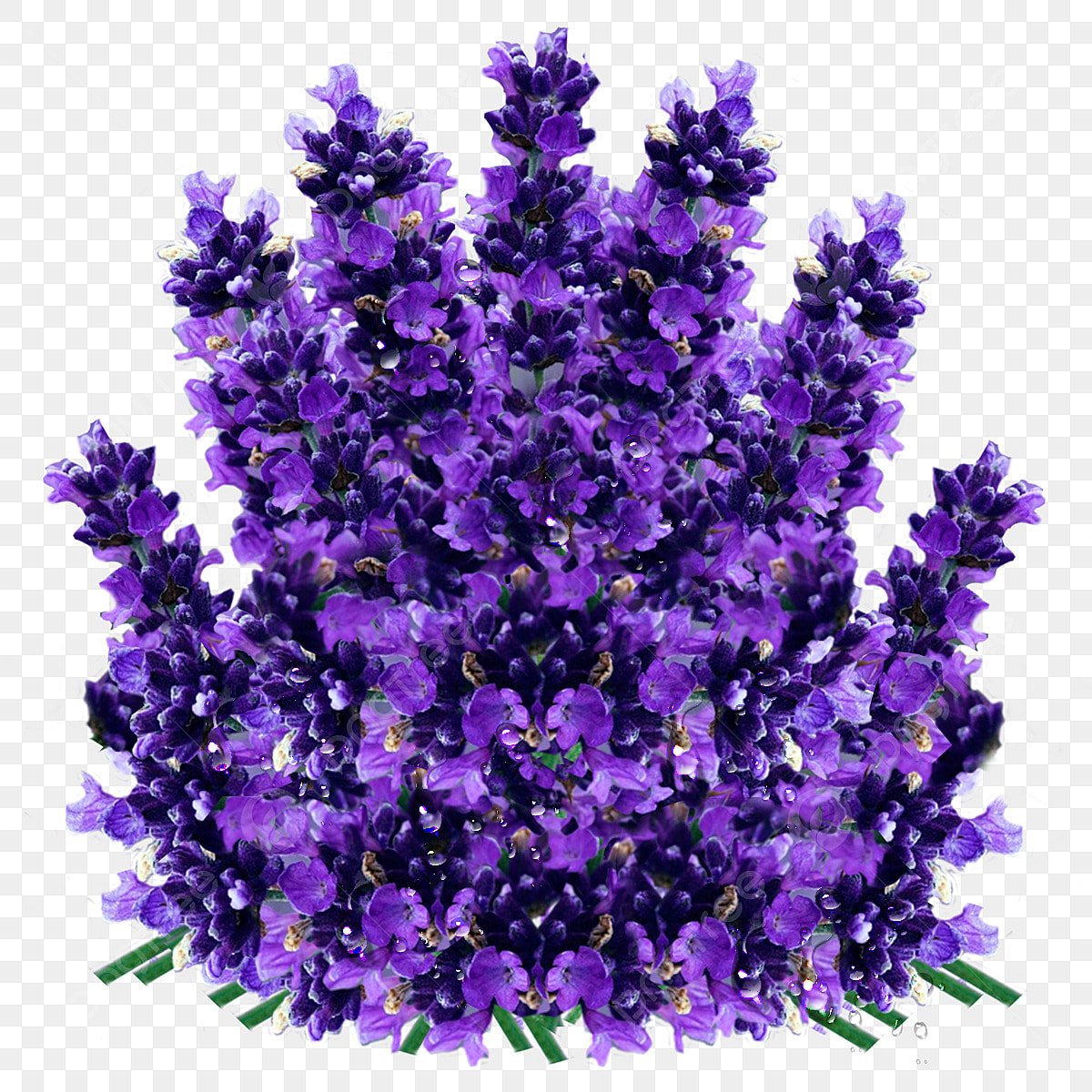 Транспарент Лаванда