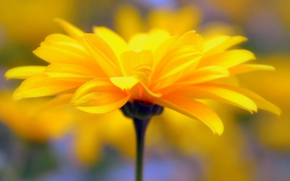 Красивый желтый