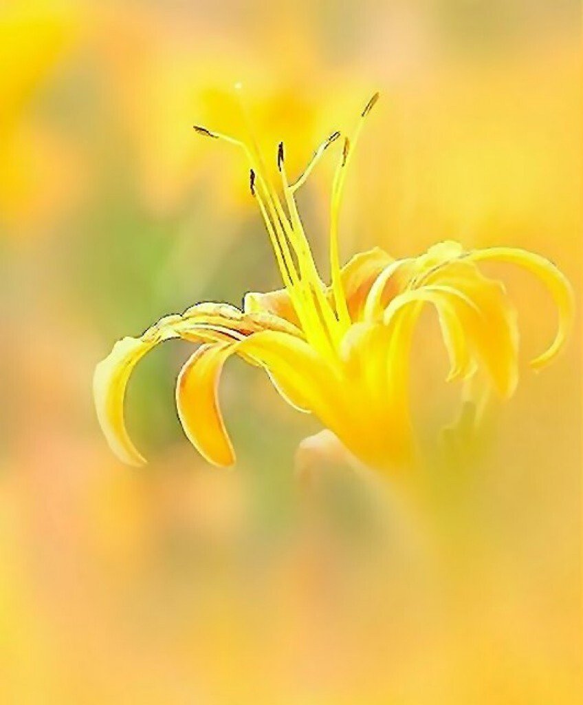 Жёлтый цветок