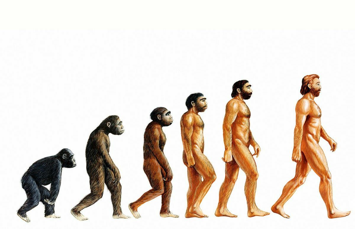 Этапы эволюции хомо сапиенс