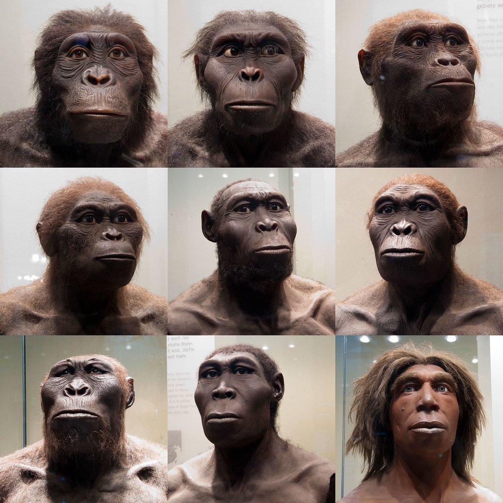 Human types. Хомо сапиенс обезьяна. Эволюция человека лицо. Эволюция человеческого лица. Эволюция обезьяны.