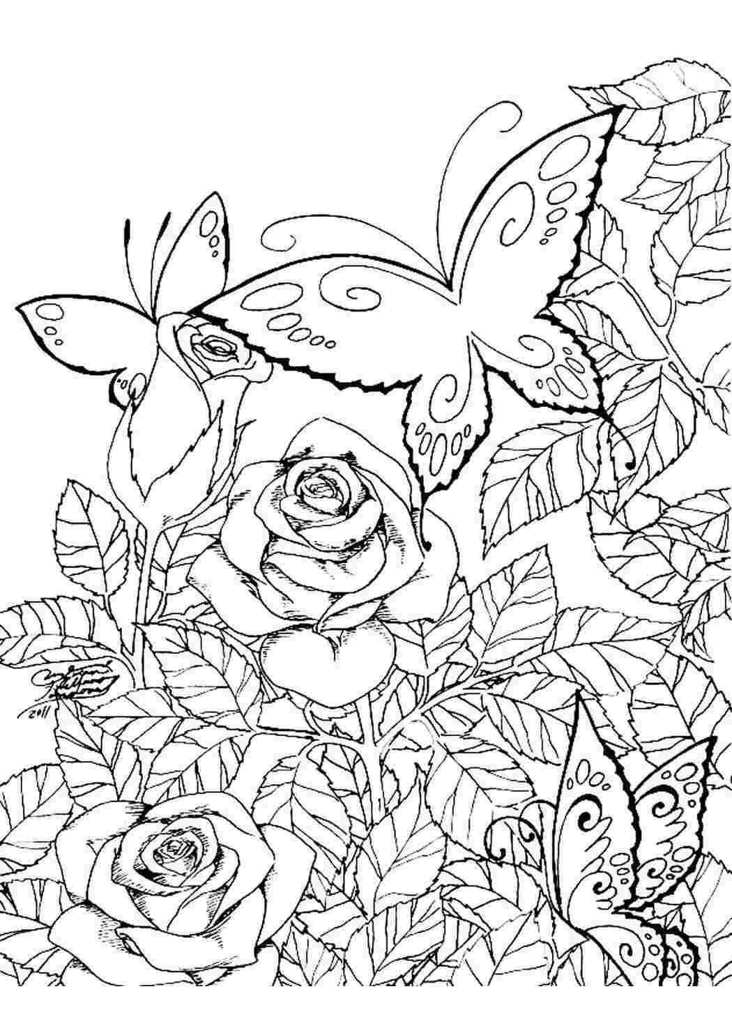 Цветы и бабочки. Раскраска