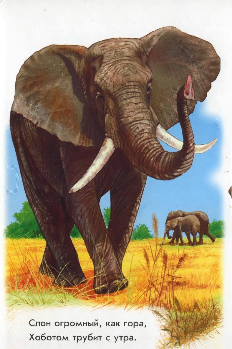 Животные Африки для детей