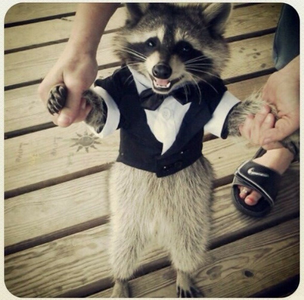 Енот в пиджаке