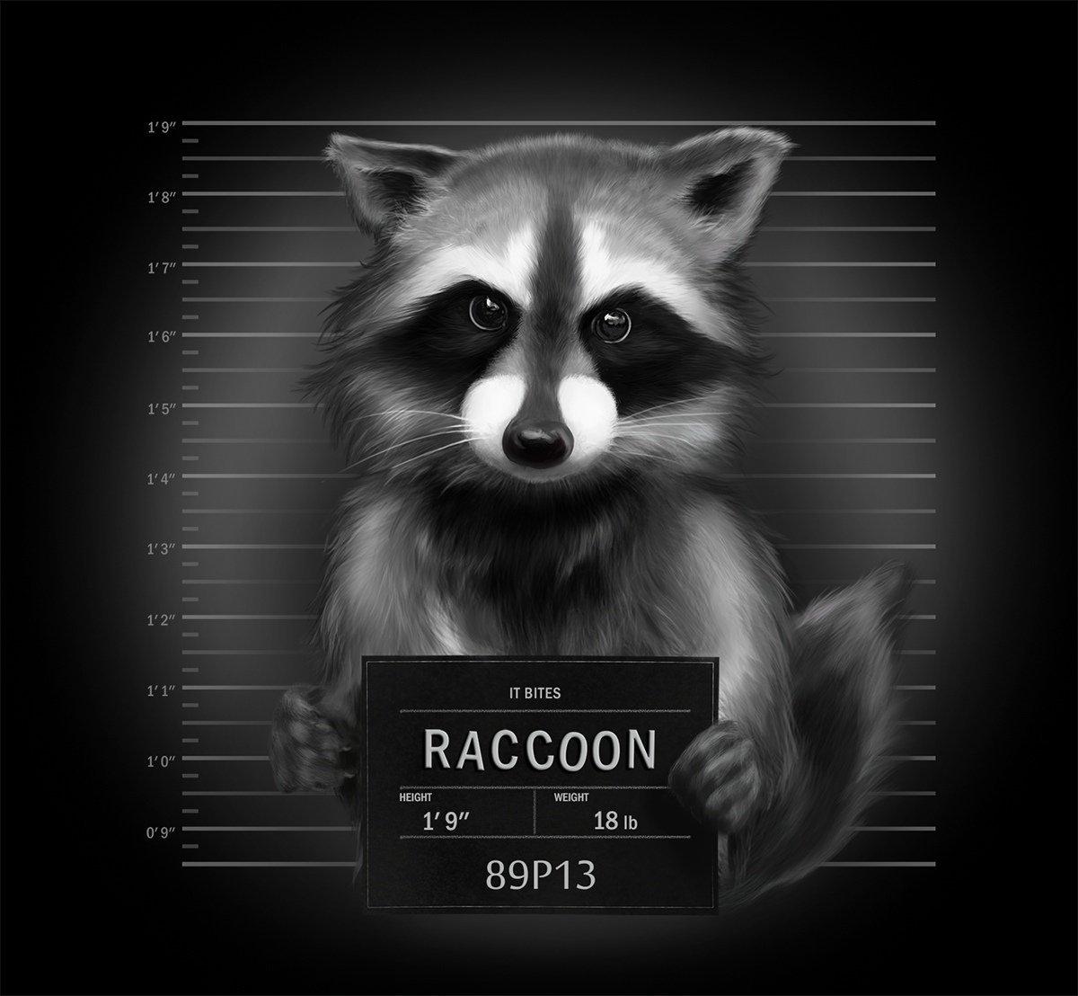 Енот бандит