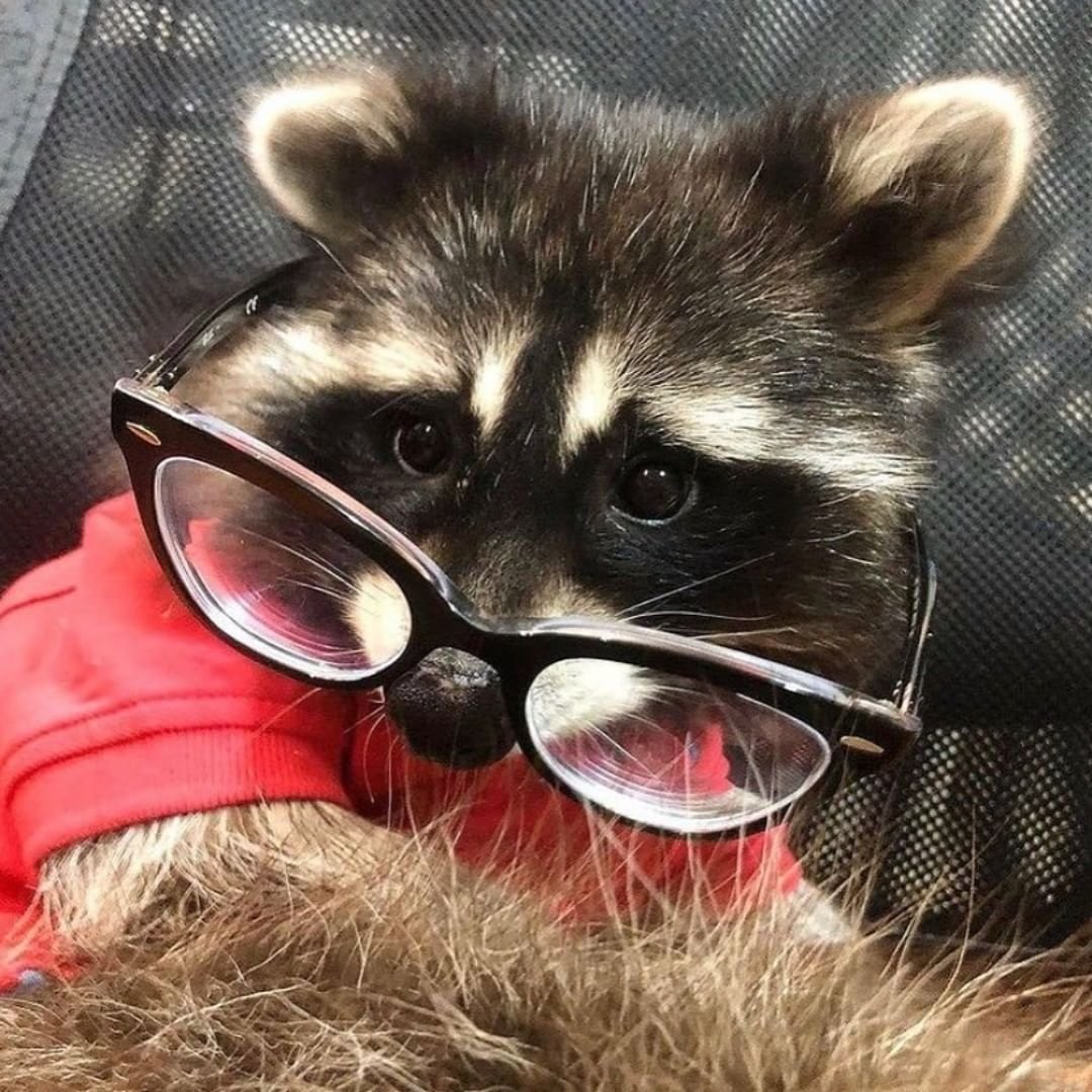 Енот Валера