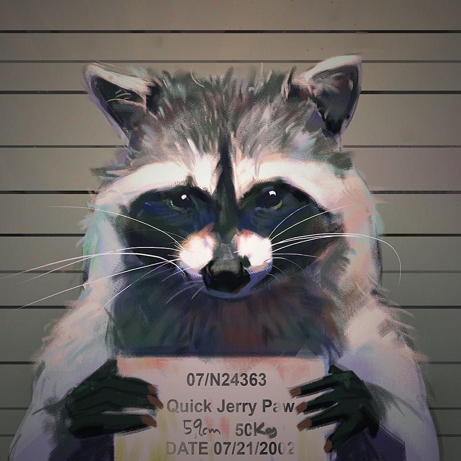 Енот бандит