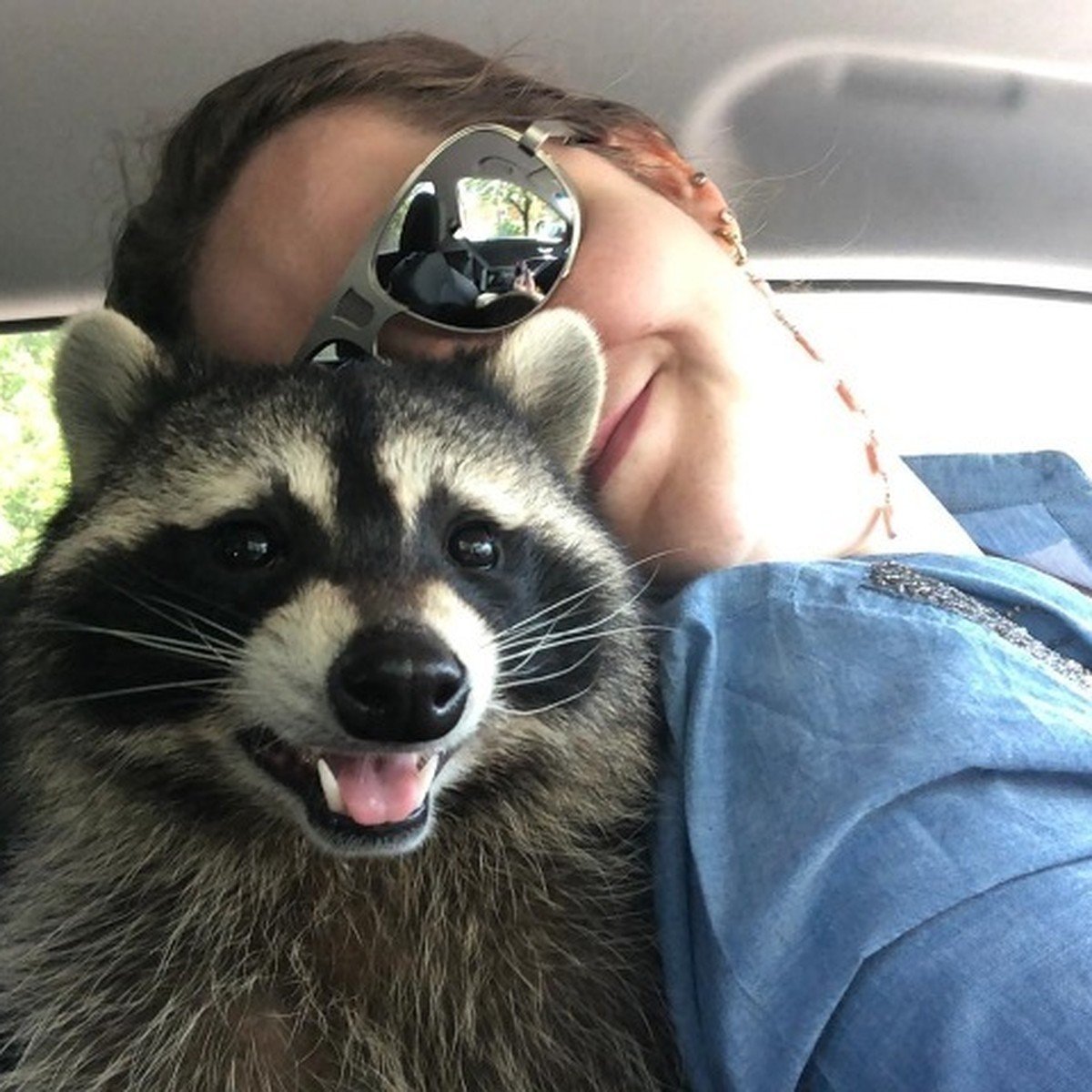 Человек енот