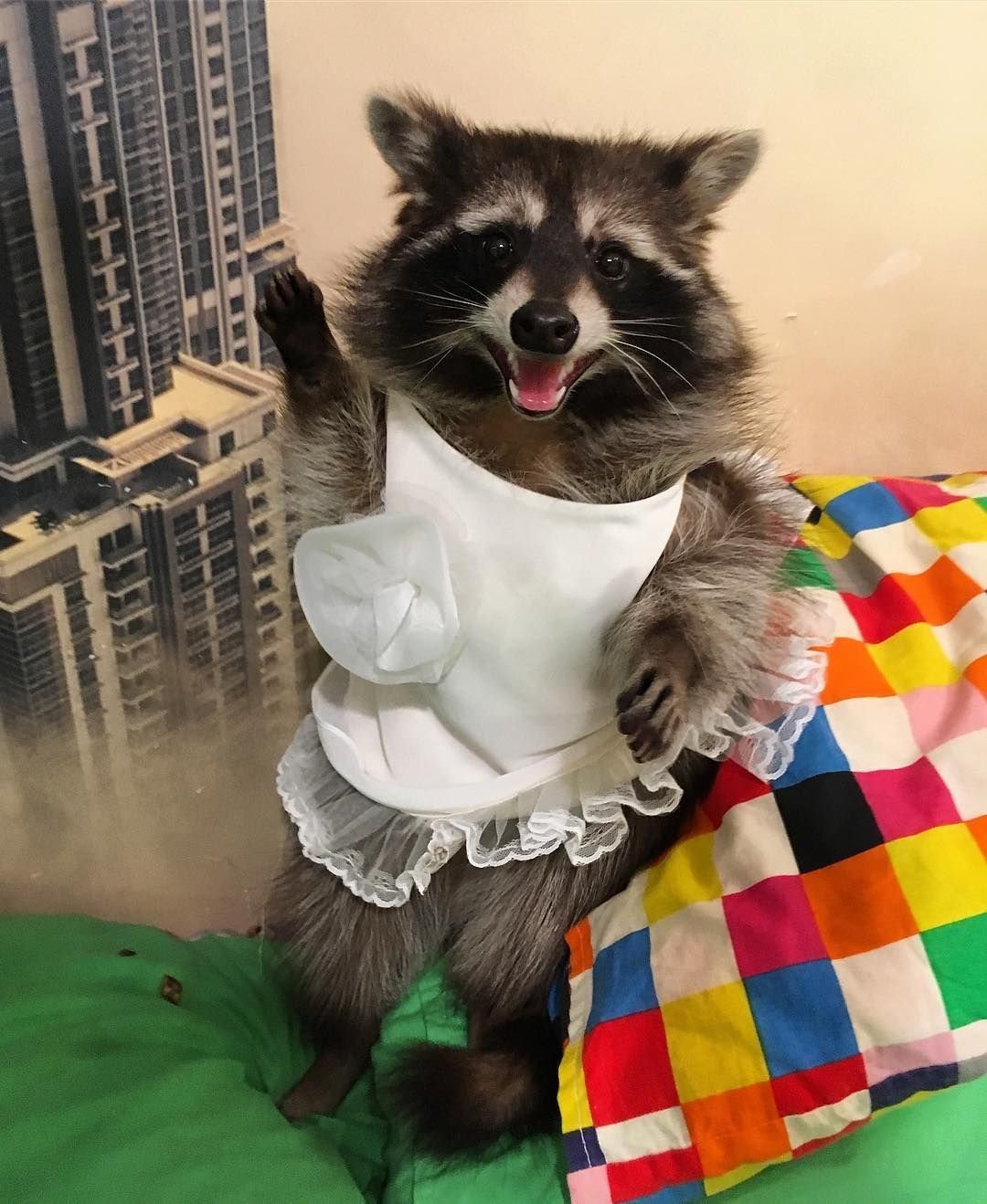 Енот в костюме