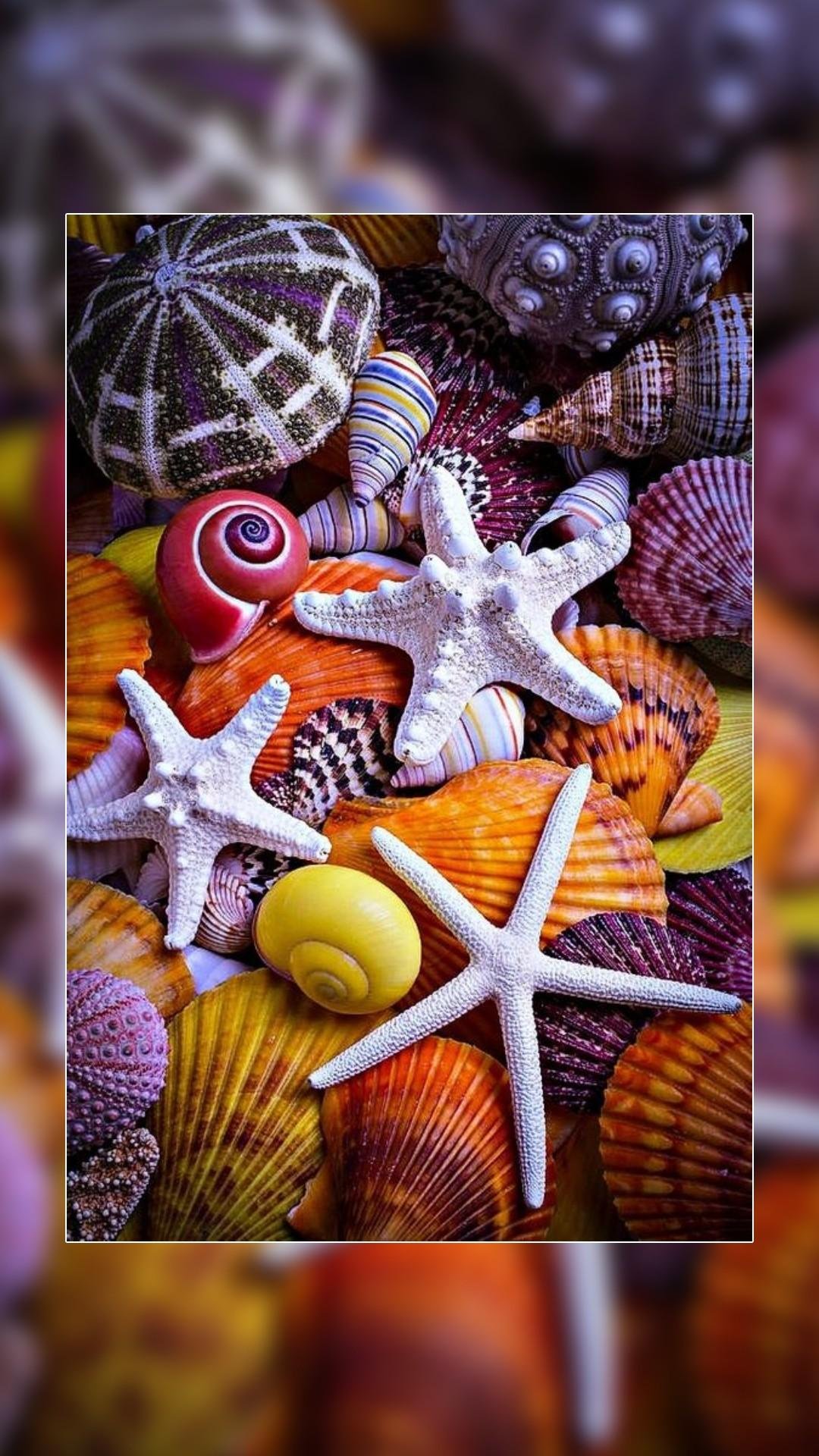 Морская тематика ракушки