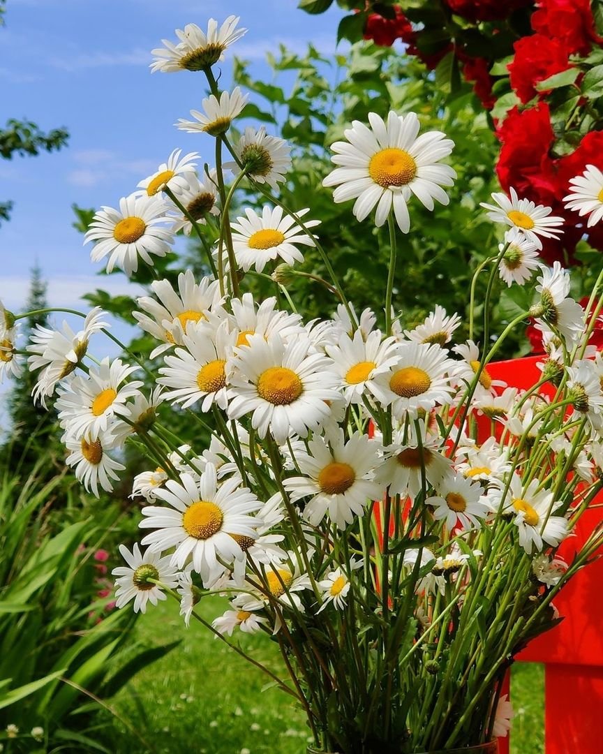 Доброе летнее утро