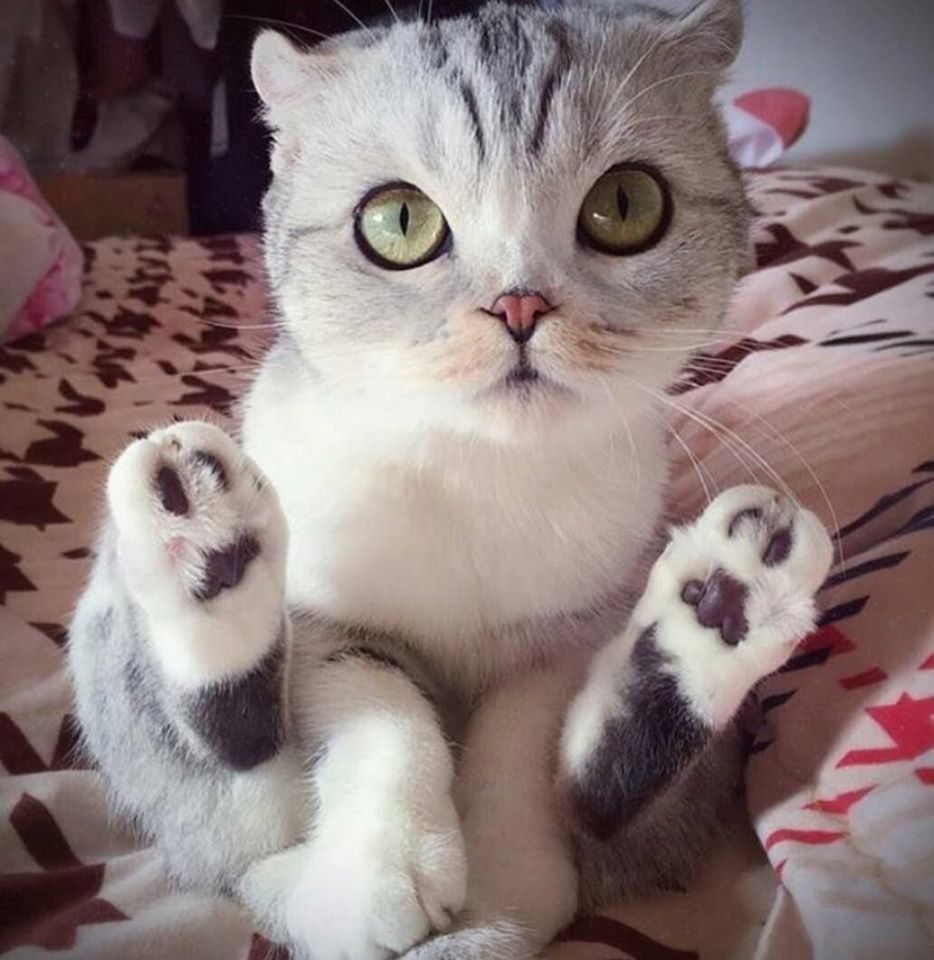 Коби порода кошек